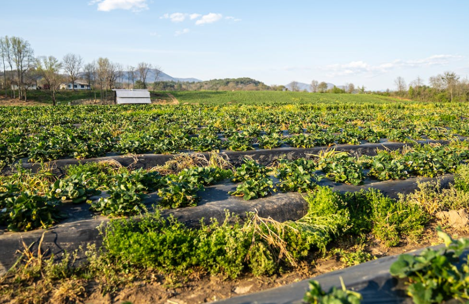 1675066974703553.png 农业生产.png